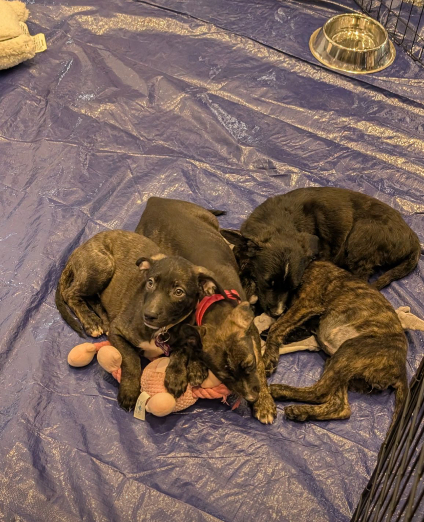 Photo of the adoptable puppies at fintech devcon
